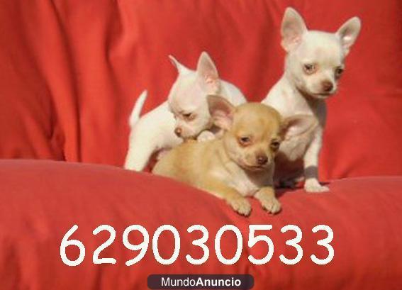 Chihuahuas super pequeños por 370€