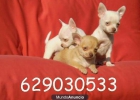 Chihuahuas super pequeños por 370€ - mejor precio | unprecio.es