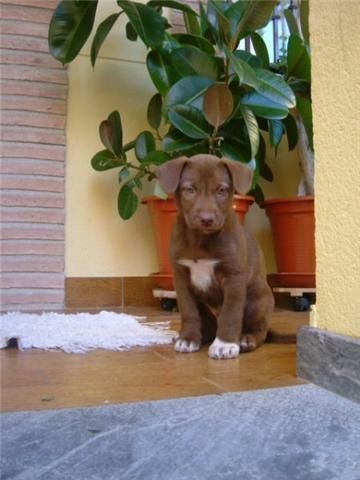 Adopta PODENCO