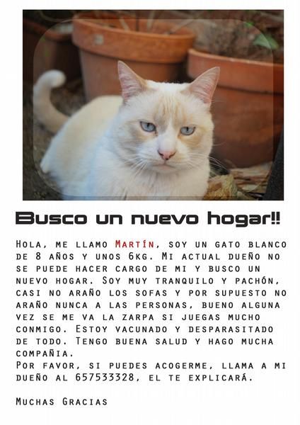 Busco hogar para gato