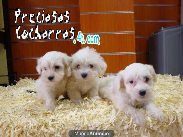 CACHORRO DE BICHON MALTES 370 EUROS Y OTRAS RAZAS