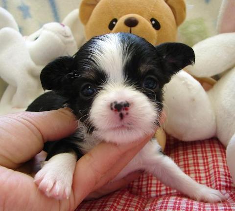 cachorros de chihuahua miniatura