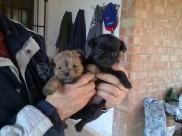 CRUCE DE YORKSHIRE Y CANICHE 120 EUROS MUY BONITOS