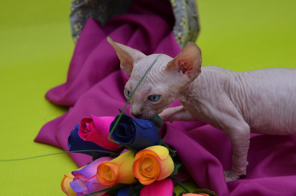 Excelentes gatos sphynx