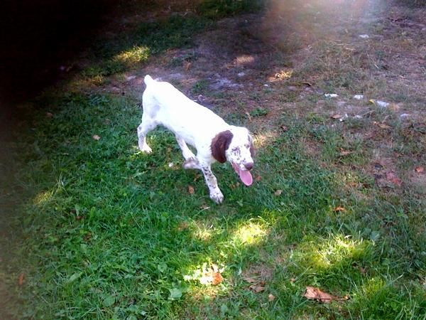 Macho setter ingles de 5 meses