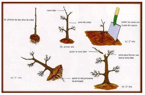 Manual Del Bonsai Buenisimo El Curso Envio Gartis