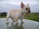 preciosas cachorritas de bulldog frances