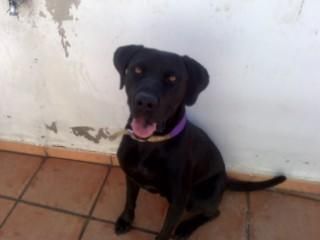 -- NUEVA VIDA ADOPCIONES:  Labrador -