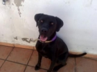 -- NUEVA VIDA ADOPCIONES: Labrador - - mejor precio | unprecio.es