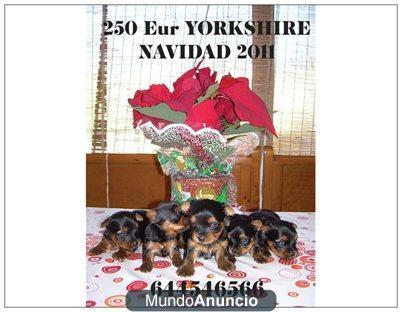 250 eur YORKSHIRE PARA ESTAS FIESTAS!