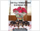 250 eur YORKSHIRE PARA ESTAS FIESTAS! - mejor precio | unprecio.es