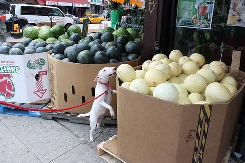 afectuoso Bull Terrier con pedigrí.