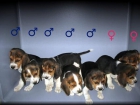 BEAGLES 240 cachorros preciosos - mejor precio | unprecio.es