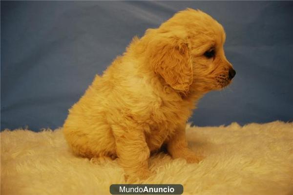 Cachorritos de Golden, disfruta de las ventajas de un criadero