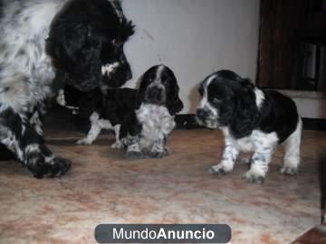 cachorros cocker spaniel