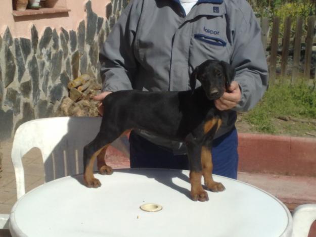 Cachorros Doberman