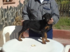 Cachorros Doberman - mejor precio | unprecio.es