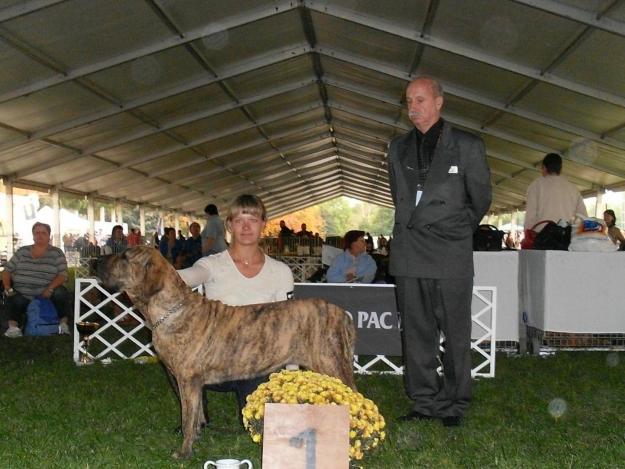 cachorros Fila Brasileño