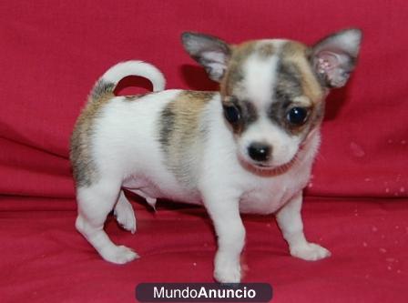 Chihuahuas desde 350€