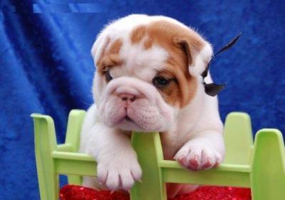 Hermoso Bulldog Inglés cachorros para su aprobación