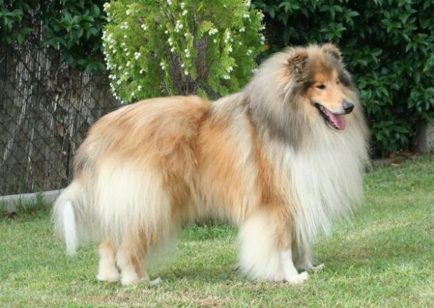 rough collie macho para monta