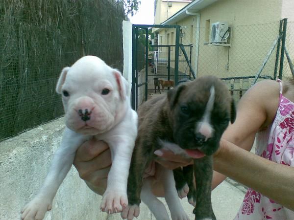 se vende boxer