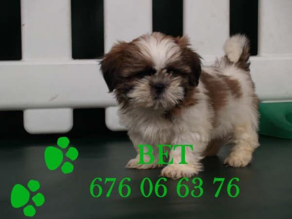 Shih-tzu, preciosos cachorros de pura raza