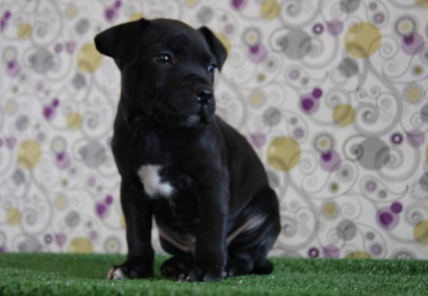 Staffordshire Bull Terrier neuva camada con LOE