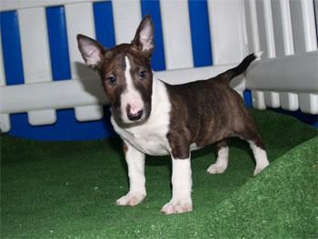 Vendo camada Bullterrier ¡ 5 años garantias !