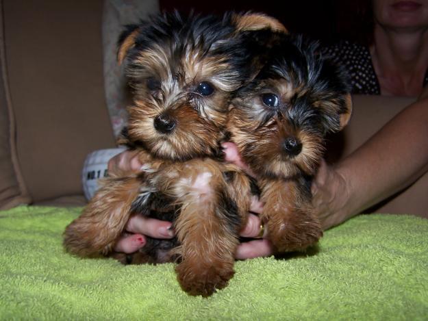 YORKSHIRE TERRIER PRECIOSOS MACHO Y HEMBRA TOY, MINIS