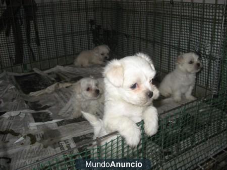 Camadita de bichon maltés de gran calidad