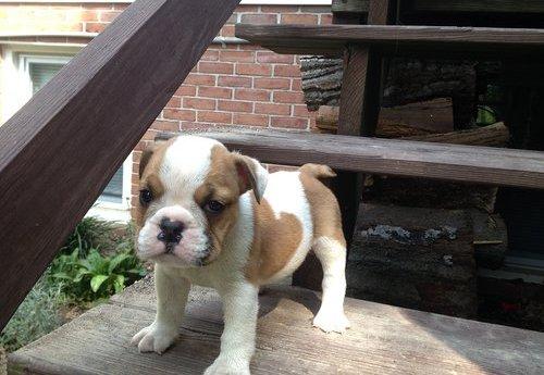 Bulldog Inglés cachorros encantadores y lindos para la venta