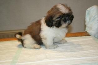 //  Cachorritos de Shih-Tzu de 2 mesecitos con garantias y pedigree.