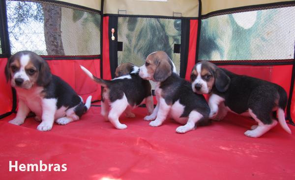 Beagles nueva camada de cachorros con pedigri.