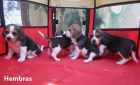 Beagles nueva camada de cachorros con pedigri. - mejor precio | unprecio.es