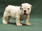 BULLDOG INGLES cachorros Bulldog ** Calidad ** - mejor precio | unprecio.es