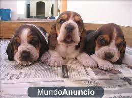 cachorros de basset hound