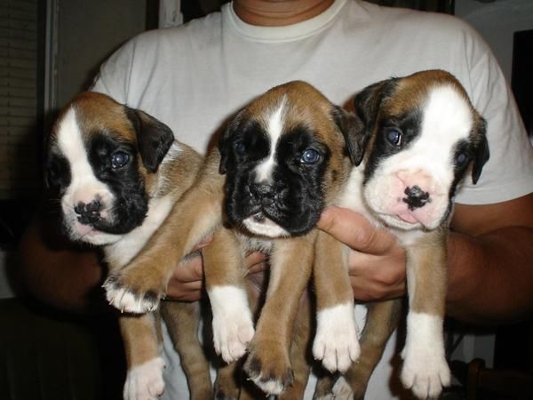 cachorros de boxer