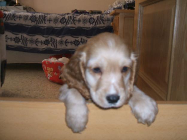 cocker macho, spaniel para la monta