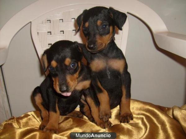 Dobermann cachorros