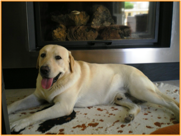 LABRADOR BUSCA NOVIA ALICANTE