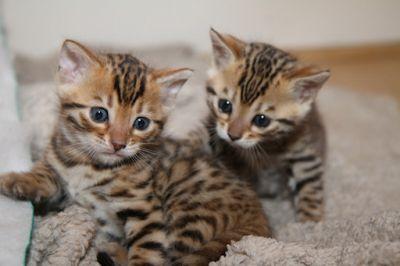 Macho y Hembra Bengala gatitos