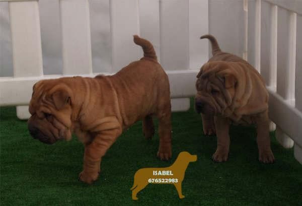 Magnificos Shar-pei ¡ 5 años de garantias !