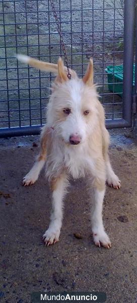 podencos portugueses cachorros