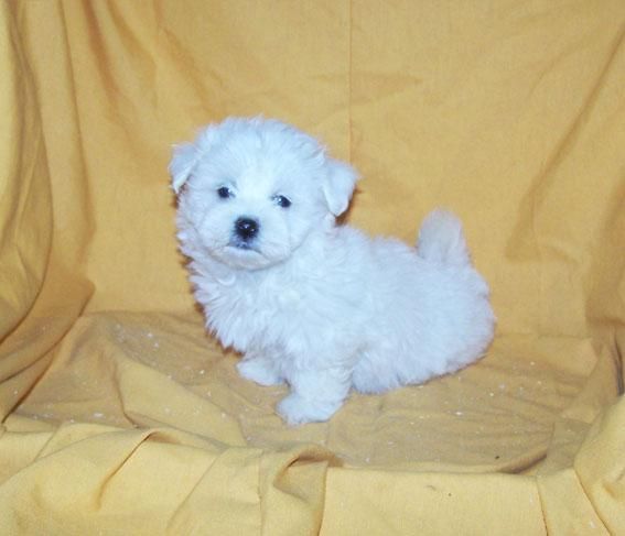 PRECIOSA CAMADA DE BICHON MALTES