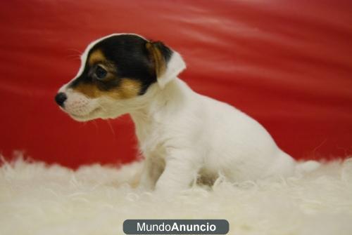 JACK RUSSELL DE PELO Y PATAS CORTAS LISTOS PARA SU ENTREGA