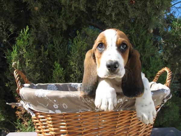 Lindo Cachorro Basset Hound 290