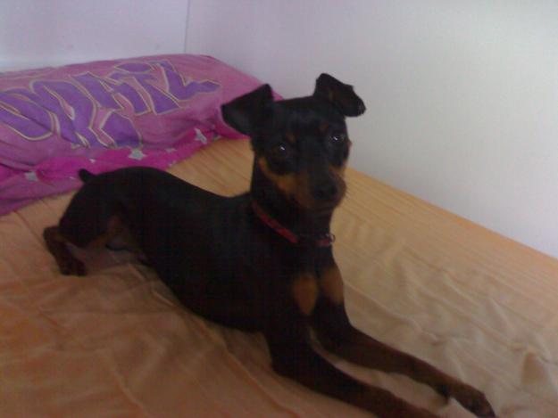 PINSCHER MINIATURA PARA MONTA