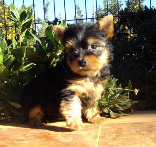 Preciosos Cachorros de Yorkshire, Calidad y Garantia