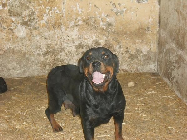 rottweiler muy guapos linea alemana